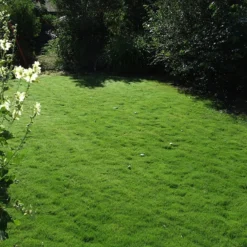 Dog Tuff™ Grass Plugs -Verdurely Sales Store dog tuff grass plug lawn