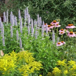 Blue Fortune Agastache -Verdurely Sales Store echinacea purpurea agastache blue fortune solidago