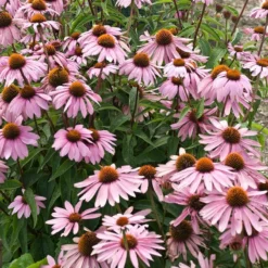 Magnus Echinacea -Verdurely Sales Store echinacea magnus garden flowers 1