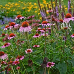 Magnus Echinacea -Verdurely Sales Store echinacea magnus garden 1