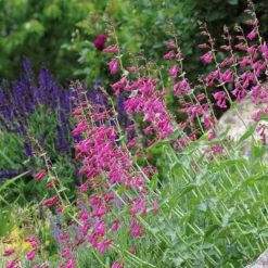Coconino County Desert Penstemon -Verdurely Sales Store emmis oure penstemon coconino county 3 cropped 1