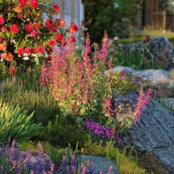Coconino County Desert Penstemon -Verdurely Sales Store emmis oure penstemon coconino county 6 cropped 1