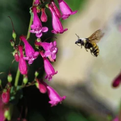 Coconino County Desert Penstemon -Verdurely Sales Store emmis oure penstemon coconino county with bee cropped 1