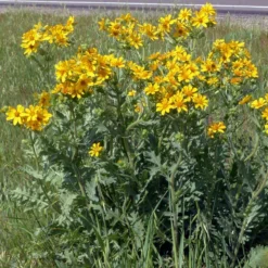 Engelmann's Daisy (Engelmannia) -Verdurely Sales Store engelmannia texas roadway pgh 1