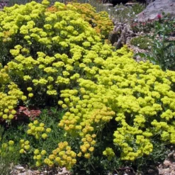 Kannah Creek® Sulphur Buckwheat -Verdurely Sales Store eriogonum umbellatum v aureum kanah creek 49695 1