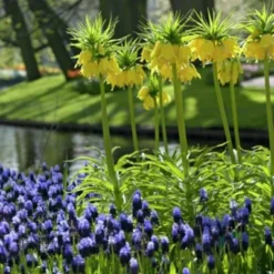 Yellow Crown Imperial -Verdurely Sales Store fritallarialutea 1