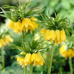 Yellow Crown Imperial -Verdurely Sales Store fritillariayellow1 1