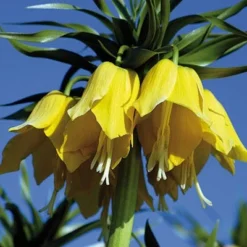 Yellow Crown Imperial -Verdurely Sales Store fritillariayellow 1