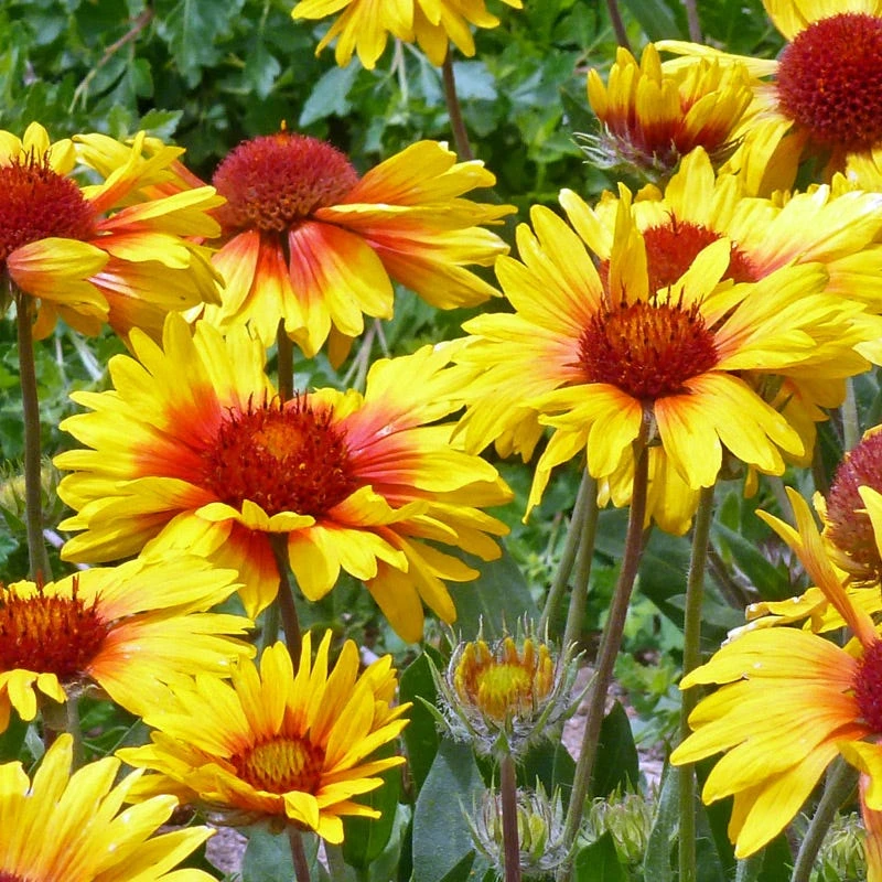 Amber Wheels Gaillardia 1 Amber Wheels Gaillardia