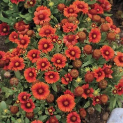 Arizona Red Shades Gaillardia -Verdurely Sales Store gaillardia arizona red shades flowers