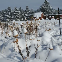 Coronation Gold Yarrow -Verdurely Sales Store garden in snow dianeoneil