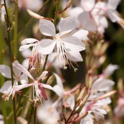 Snow Fountain Gaura -Verdurely Sales Store gaura lindheimeri snowfountain bloom