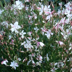 Snow Fountain Gaura -Verdurely Sales Store gaura snow fountain plant haven