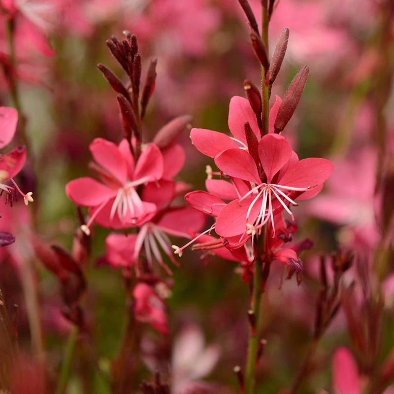 Whiskers Deep Rose Gaura 2 Whiskers Deep Rose Gaura - Image 2