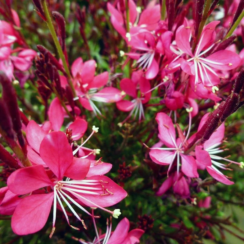 Whiskers Deep Rose Gaura 1 Whiskers Deep Rose Gaura