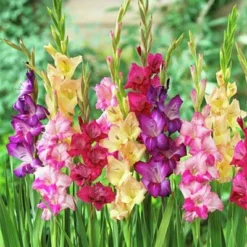 Rainbow Gladiolus Mix 7 Rainbow Gladiolus Mix -Verdurely Sales Store gladiolusmix3 1