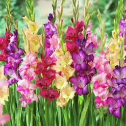 Rainbow Gladiolus Mix 8 Rainbow Gladiolus Mix -Verdurely Sales Store gladiolusmix4 1