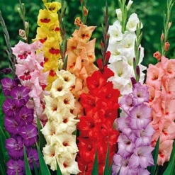 Rainbow Gladiolus Mix 9 Rainbow Gladiolus Mix -Verdurely Sales Store gladiolusrainbowmix 3