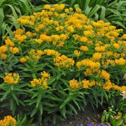 Hello Yellow Butterfly Weed -Verdurely Sales Store hello yellow butterfly weed