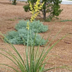 Yellow Flowering Texas Yucca (Hesperaloe) -Verdurely Sales Store hesperaloe parviflora yellow plant and flower