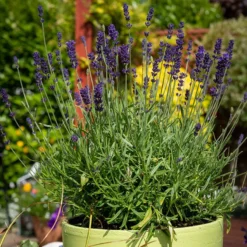 Hidcote Superior English Lavender -Verdurely Sales Store hidcote superior english lavender pot