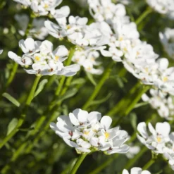 Purity Dwarf Candytuft (Iberis) -Verdurely Sales Store iberis sempervirens purity dwarf candytuft 59555 1 1