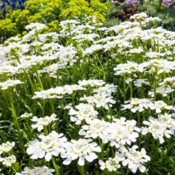 Purity Dwarf Candytuft (Iberis) -Verdurely Sales Store iberis sempervirens purity dwarf candytuft 59555 2.jpg 1