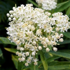 Ice Ballet Swamp Milkweed -Verdurely Sales Store ice ballet milkweed asclepias in