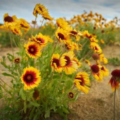 Dry Area Wildflower Seed Mix -Verdurely Sales Store indian blanket flower