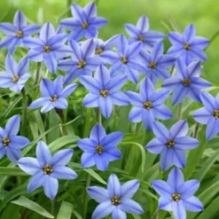 Jessie Spring Starflower -Verdurely Sales Store ipheionjessie