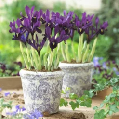 George Specie Iris (Mini Iris) -Verdurely Sales Store iris histroides george in containers