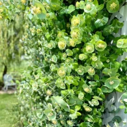 Verdurely Sales Store 24 Verdurely Sales Store -Verdurely Sales Store kintzkeys ghost honeysucke 1