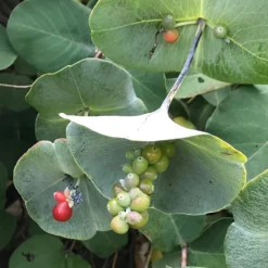 Kintzley's Ghost® Honeysuckle Vine -Verdurely Sales Store kintzkeys ghost honeysucke 2