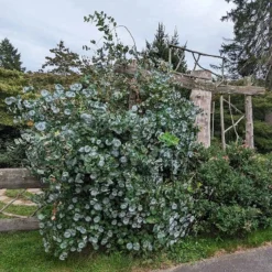 Kintzley's Ghost® Honeysuckle Vine -Verdurely Sales Store kintzkeys ghost honeysucke 3