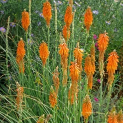 Verdurely Sales Store 28 Verdurely Sales Store -Verdurely Sales Store kniphofia triangularis