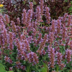 Kudos™ Silver Blue Agastache 5 Kudos™ Silver Blue Agastache -Verdurely Sales Store kudos silver blue agastache 3