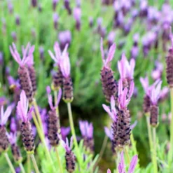 Purple Ribbon Spanish Lavender -Verdurely Sales Store lavandula stoechas purple ribbon spanish lavender flowers 1
