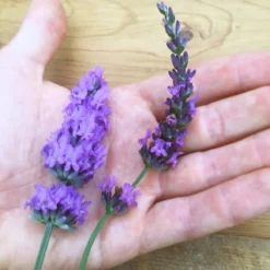 Sensational!™ Lavender 7 Sensational!™ Lavender -Verdurely Sales Store lavender phenomenal flower hand