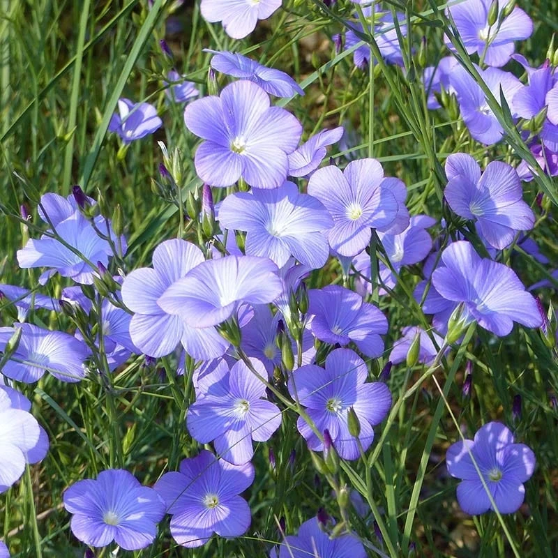 Spanish Blue Flax (Linum) 3 Spanish Blue Flax (Linum) - Image 3