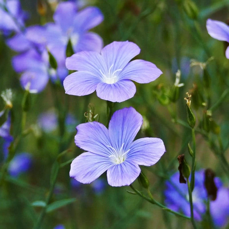 Spanish Blue Flax (Linum) 1 Spanish Blue Flax (Linum)