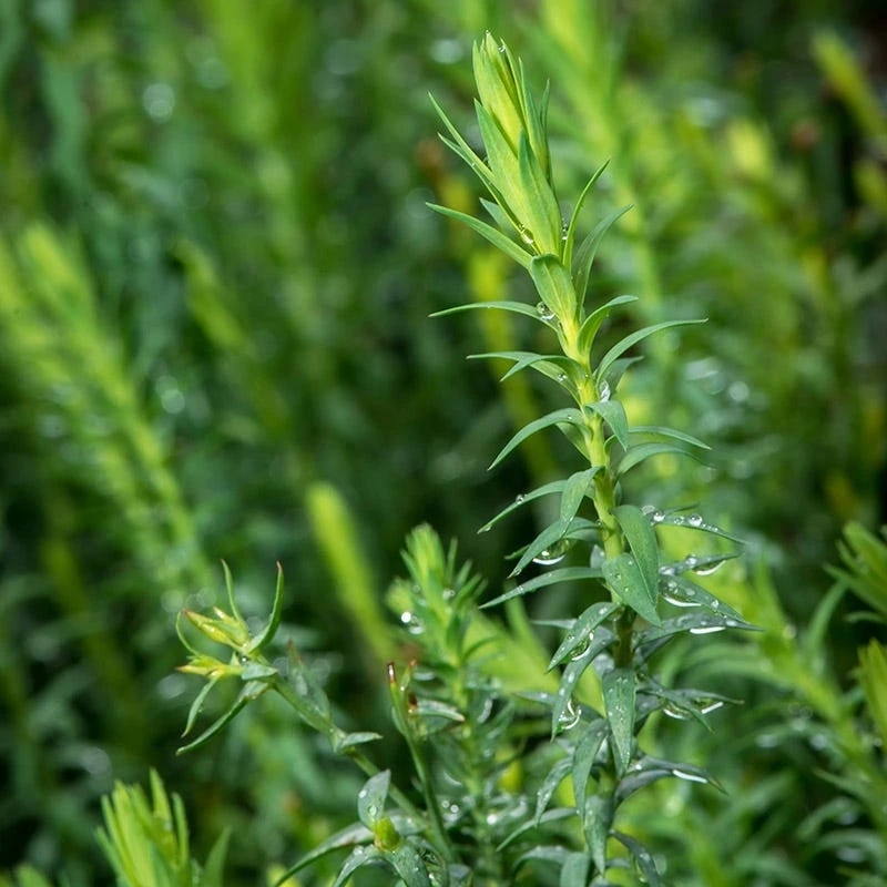 Spanish Blue Flax (Linum) 2 Spanish Blue Flax (Linum) - Image 2