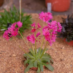 Little Raspberry Lewisia