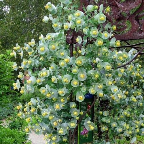 Kintzley's Ghost® Honeysuckle Vine