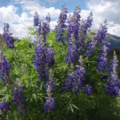 High Country Meadow Native Wildflower Seed Mix -Verdurely Sales Store lupine mountainside