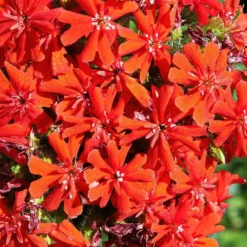 Verdurely Sales Store 4 Verdurely Sales Store -Verdurely Sales Store lychnis chalcedonica 2