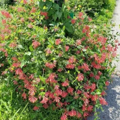 Major Wheeler Honeysuckle Vine -Verdurely Sales Store major wheeler honeysuckle vine 2 1