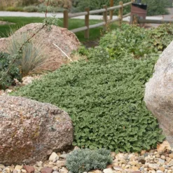 Silver Edged Horehound (Marrubium) 11 Silver Edged Horehound (Marrubium) -Verdurely Sales Store marrubium rotundifolium plant select cropped