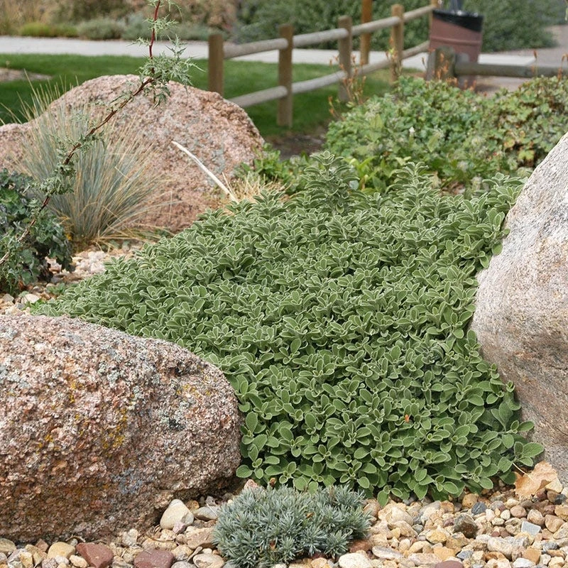 Silver Edged Horehound (Marrubium) 6 Silver Edged Horehound (Marrubium) - Image 6