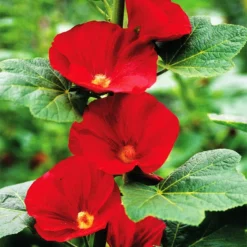 Mars Magic Single Hollyhock -Verdurely Sales Store mars magic single hollyhock alcea mars magic