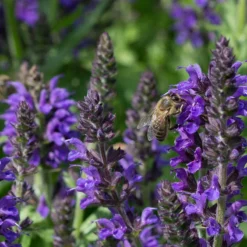 May Night Salvia -Verdurely Sales Store may night savlia bee